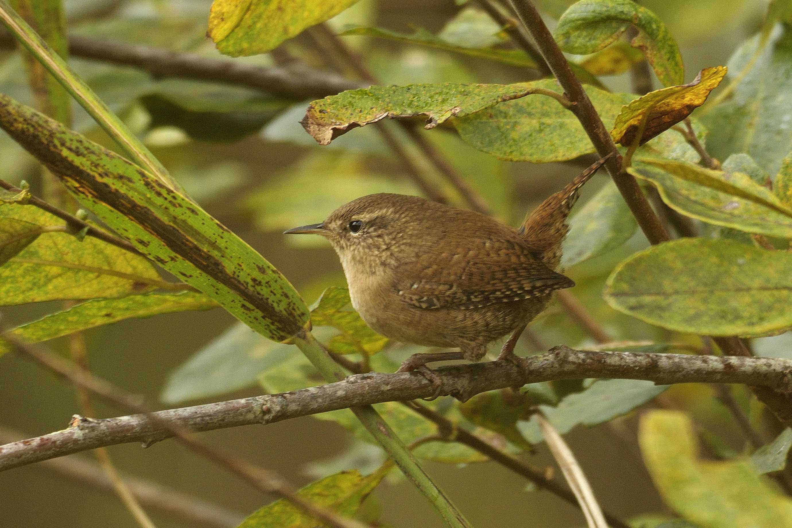 Wren