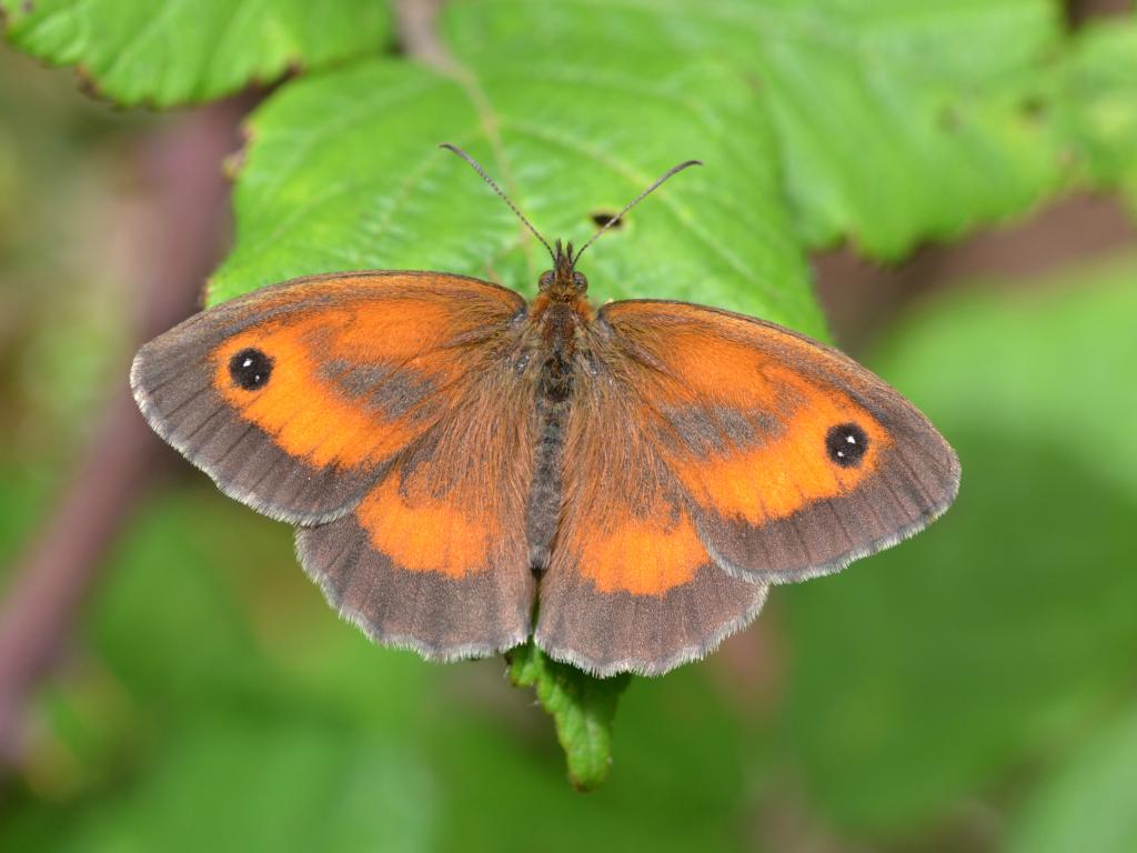 Gatekeeper
