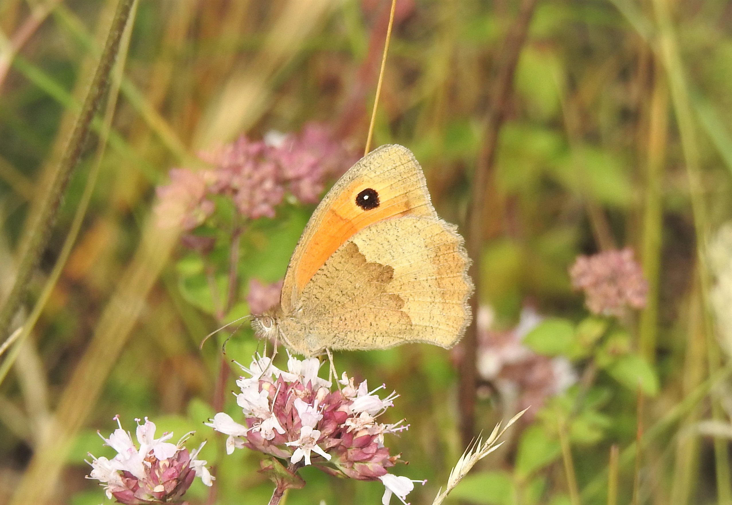 Meadow Brown Female