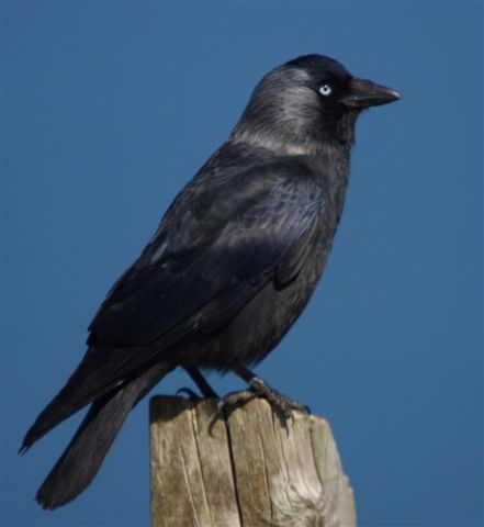 Jackdaw