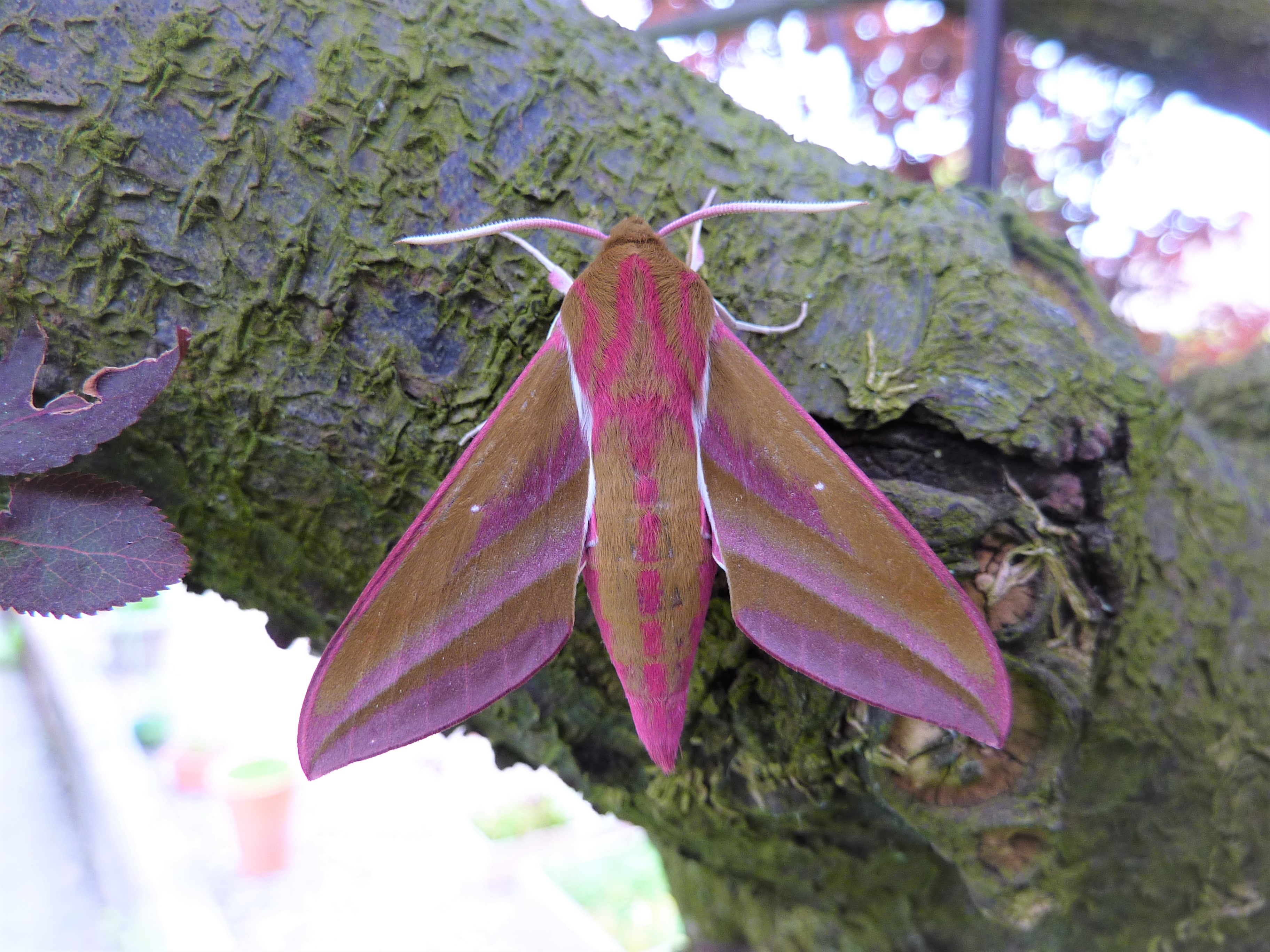 Elephant Hawk Moth