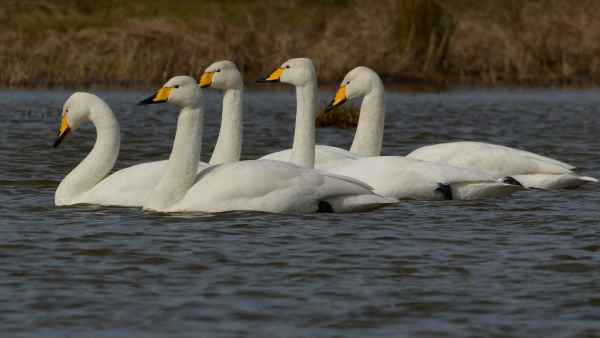 Whooper Swans