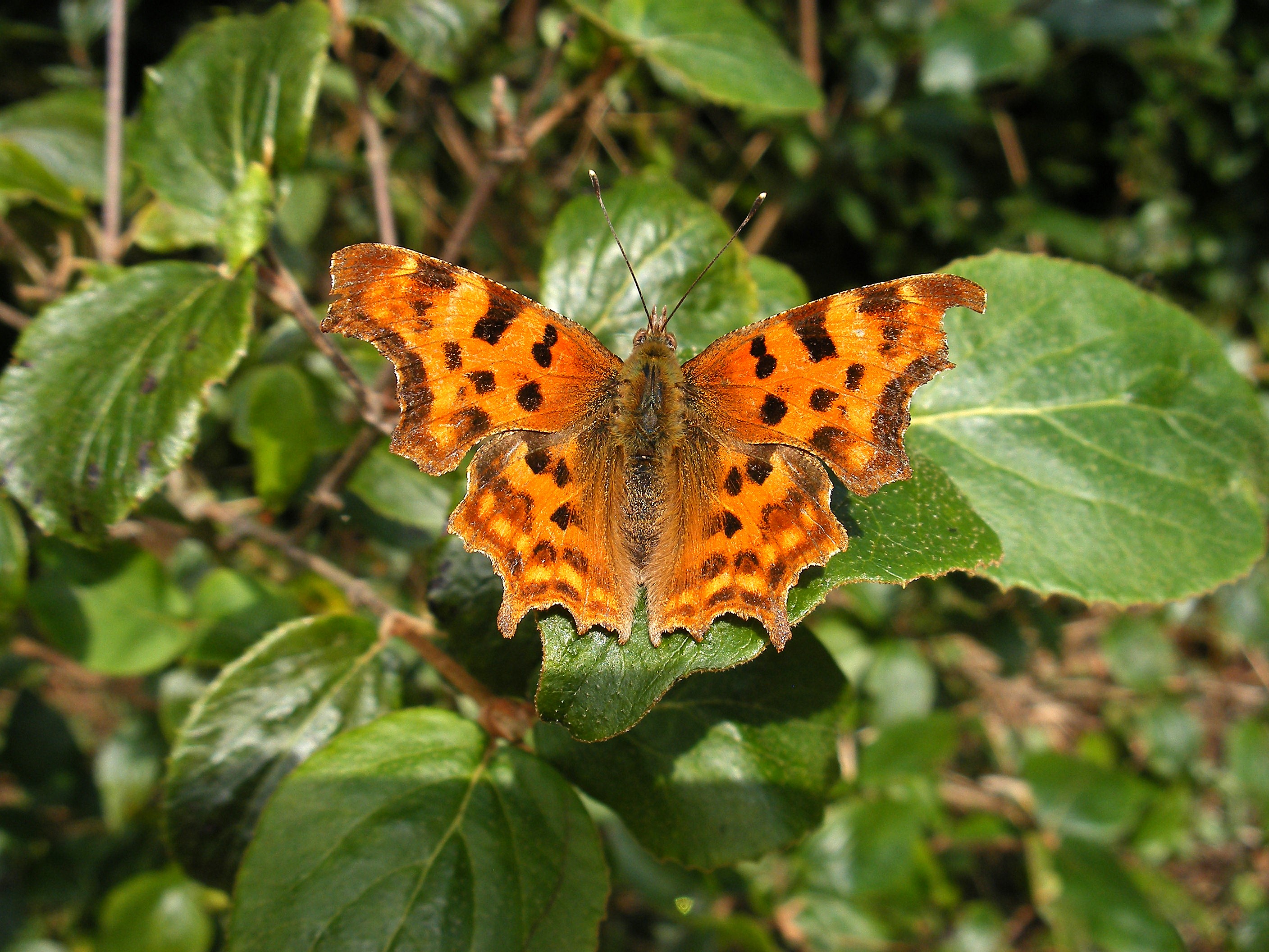 Comma