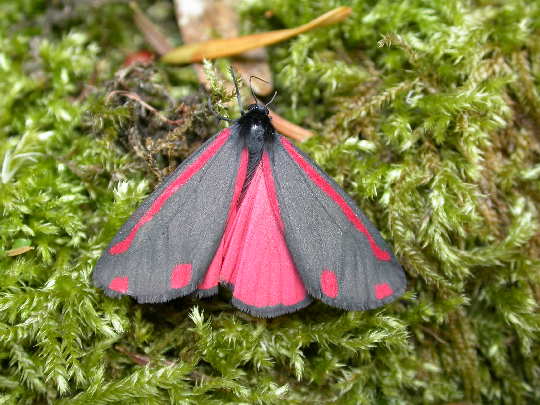 Cinnabar