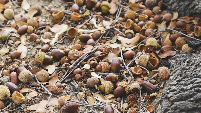 Fallen Acorns