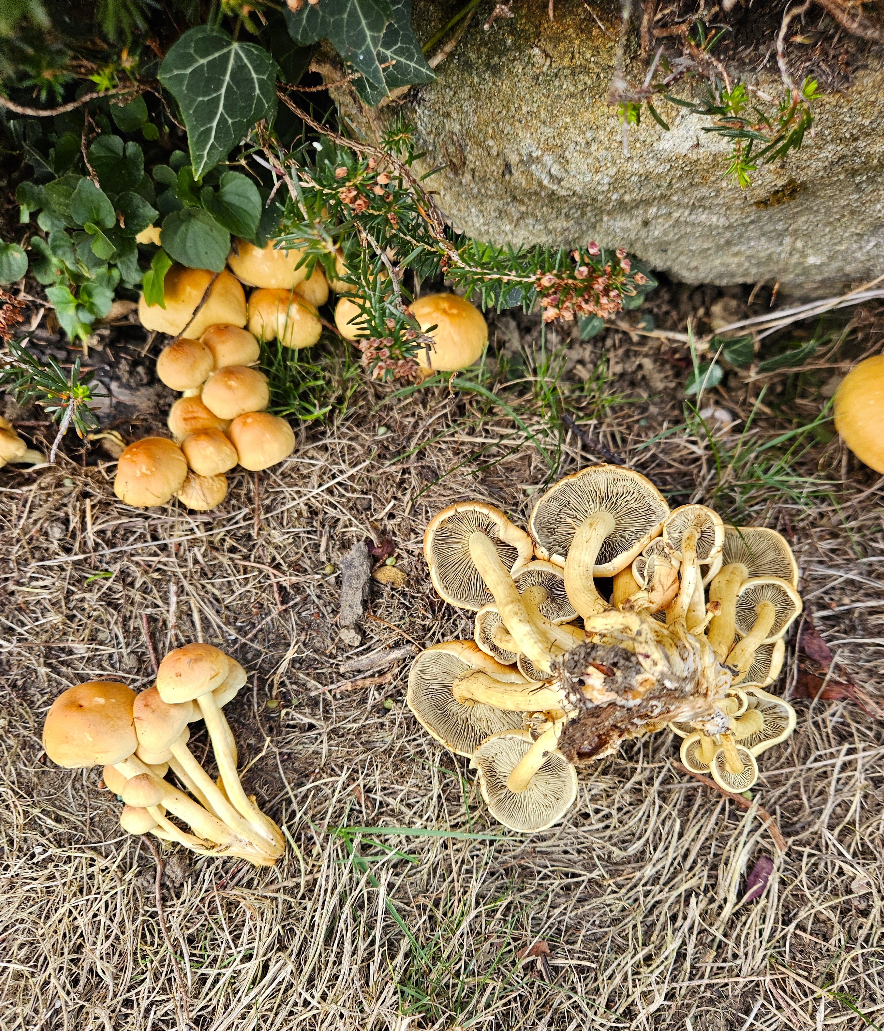 Sulphur Tuft