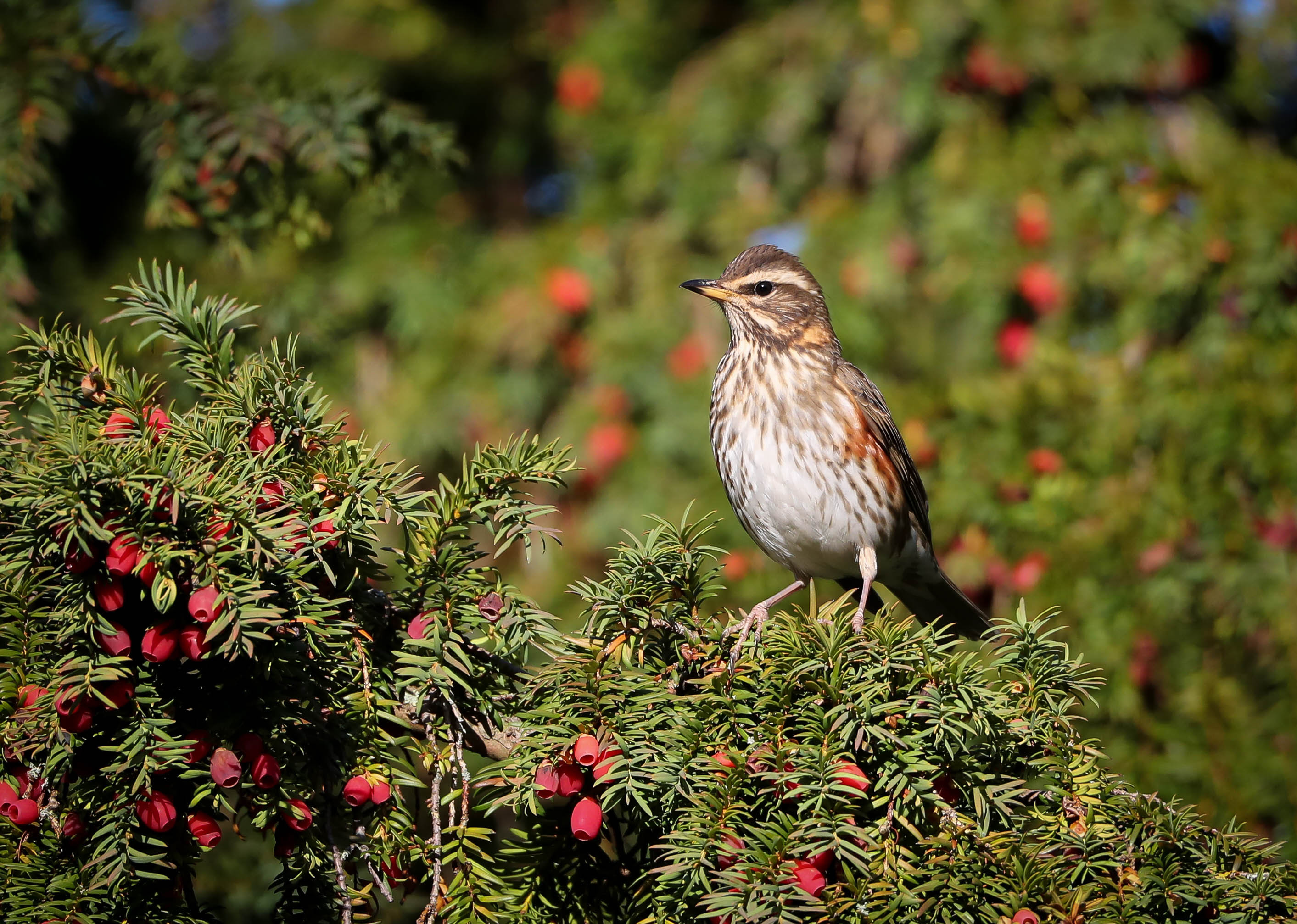 Redwing