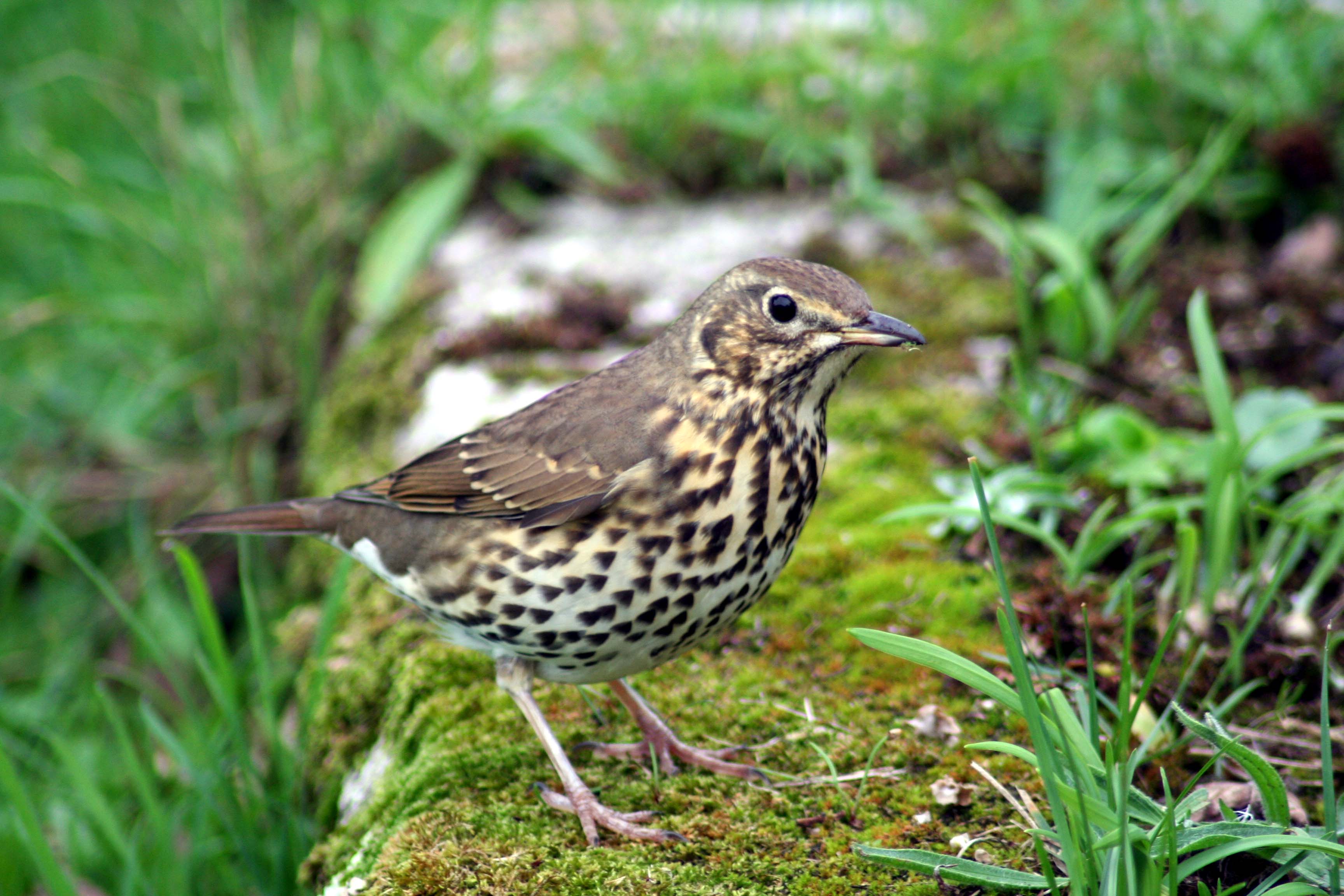 Song Thrush