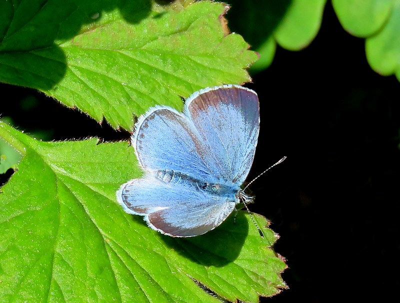 Holly Blue