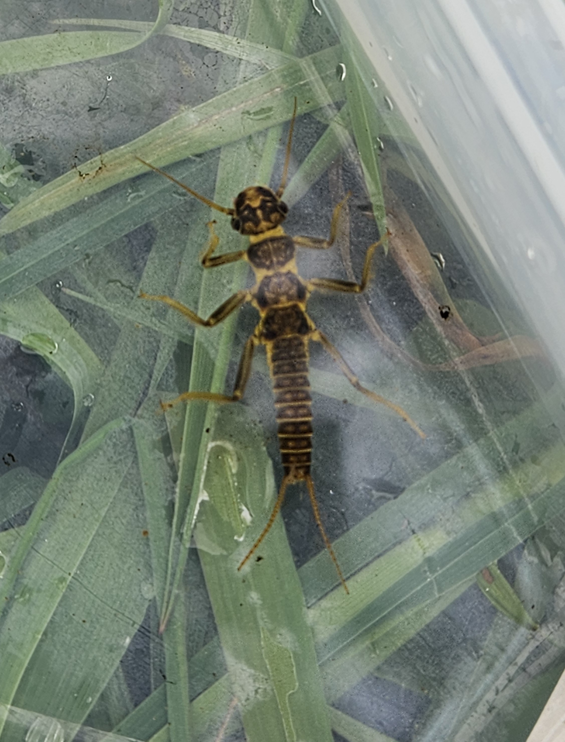 Stonefly Nymph