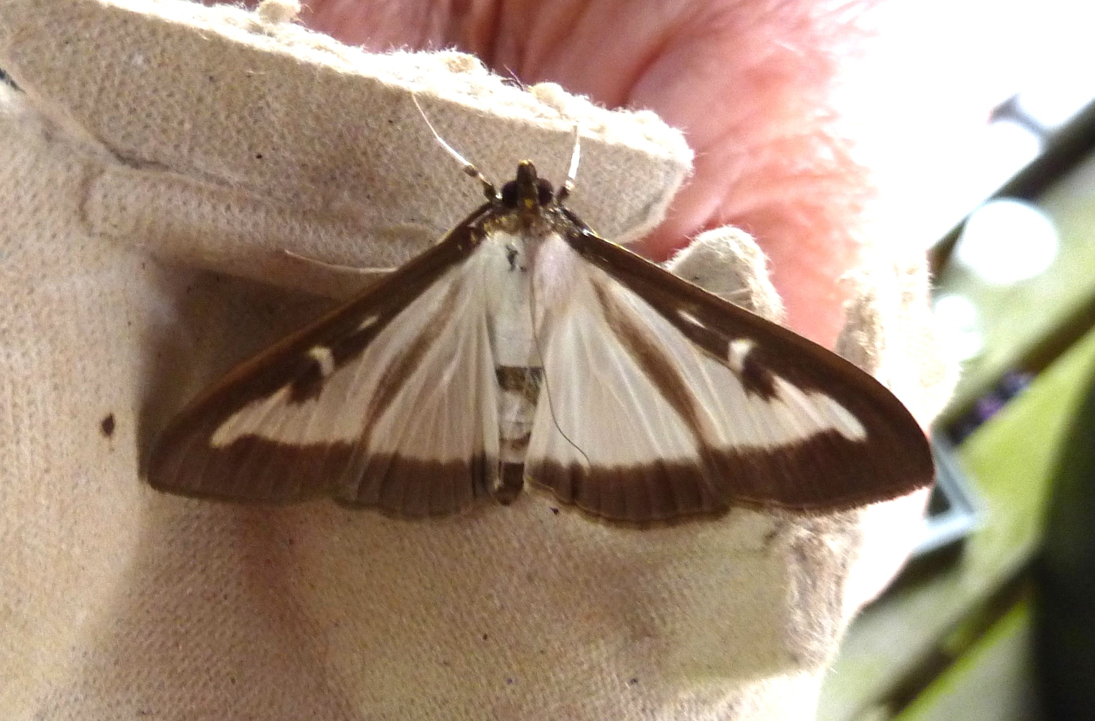 Box Tree Moth