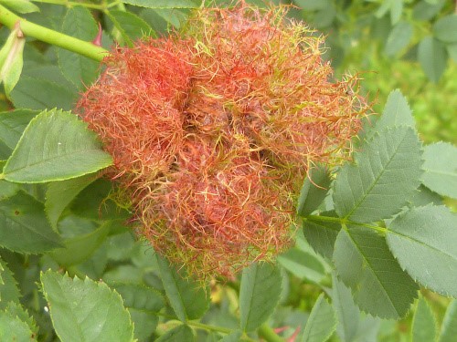 Robins Pincushion