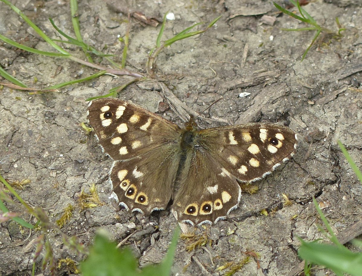 Speckled Wood