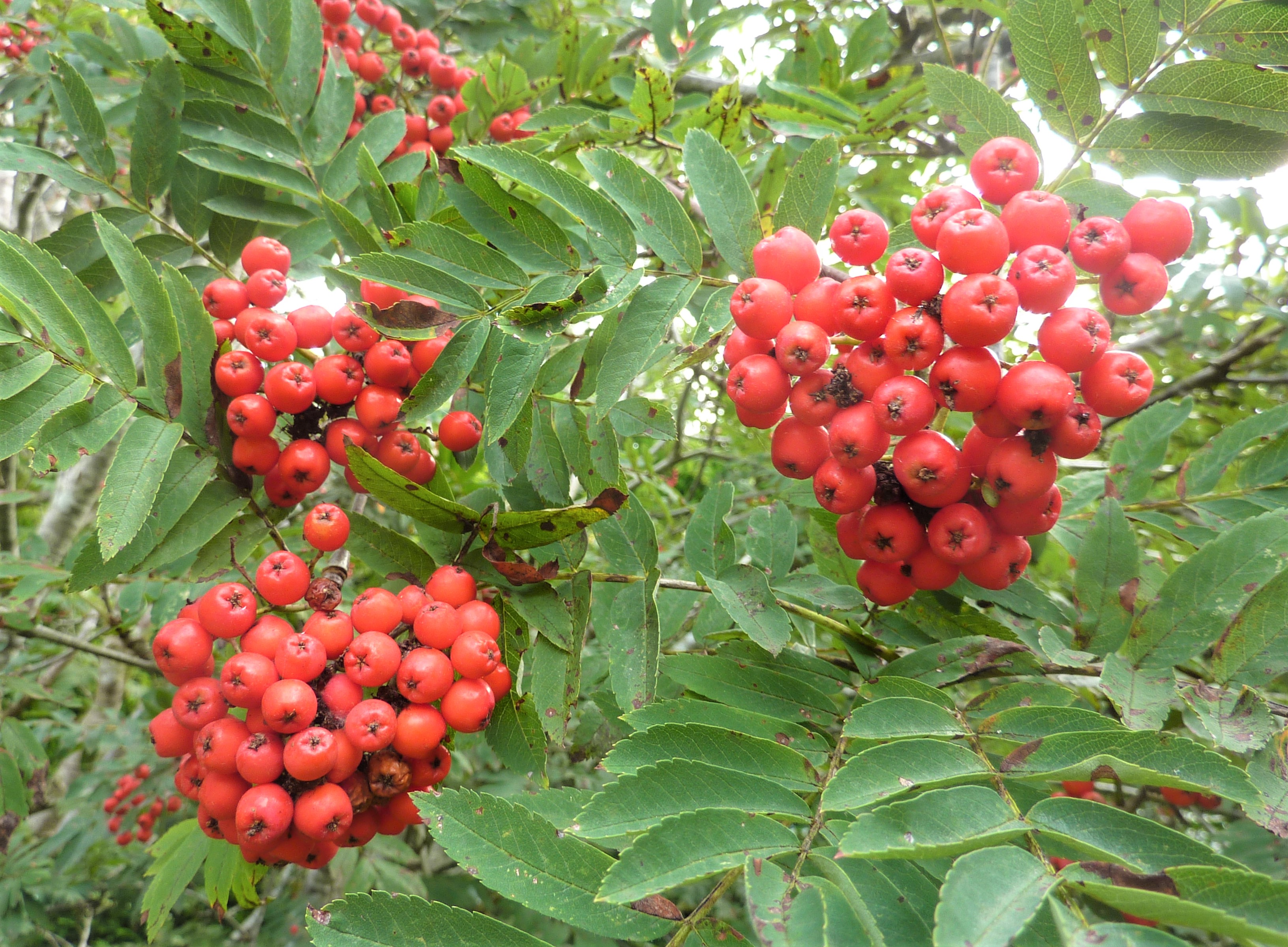 Rowan berries