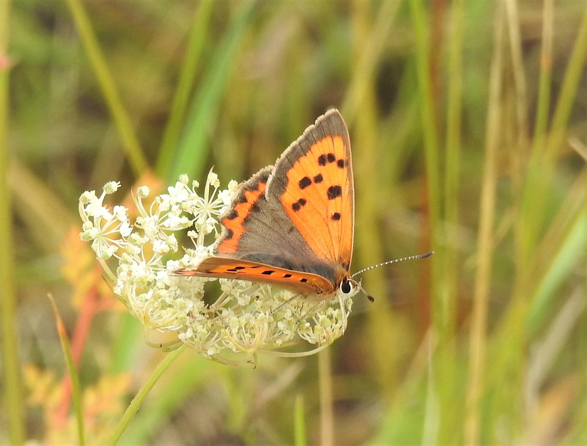Small Copper